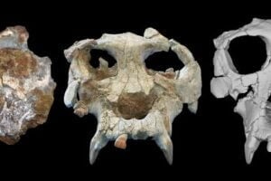 From left, the Pierolapithecus cranium shortly after discovery, after initial preparation, and after virtual reconstruction.