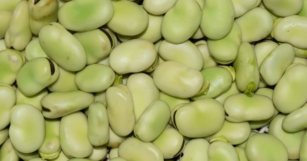 green round fruit in close up photography