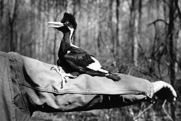A black-and-white photo of a woodpecker perched on the extended arm of a person. 