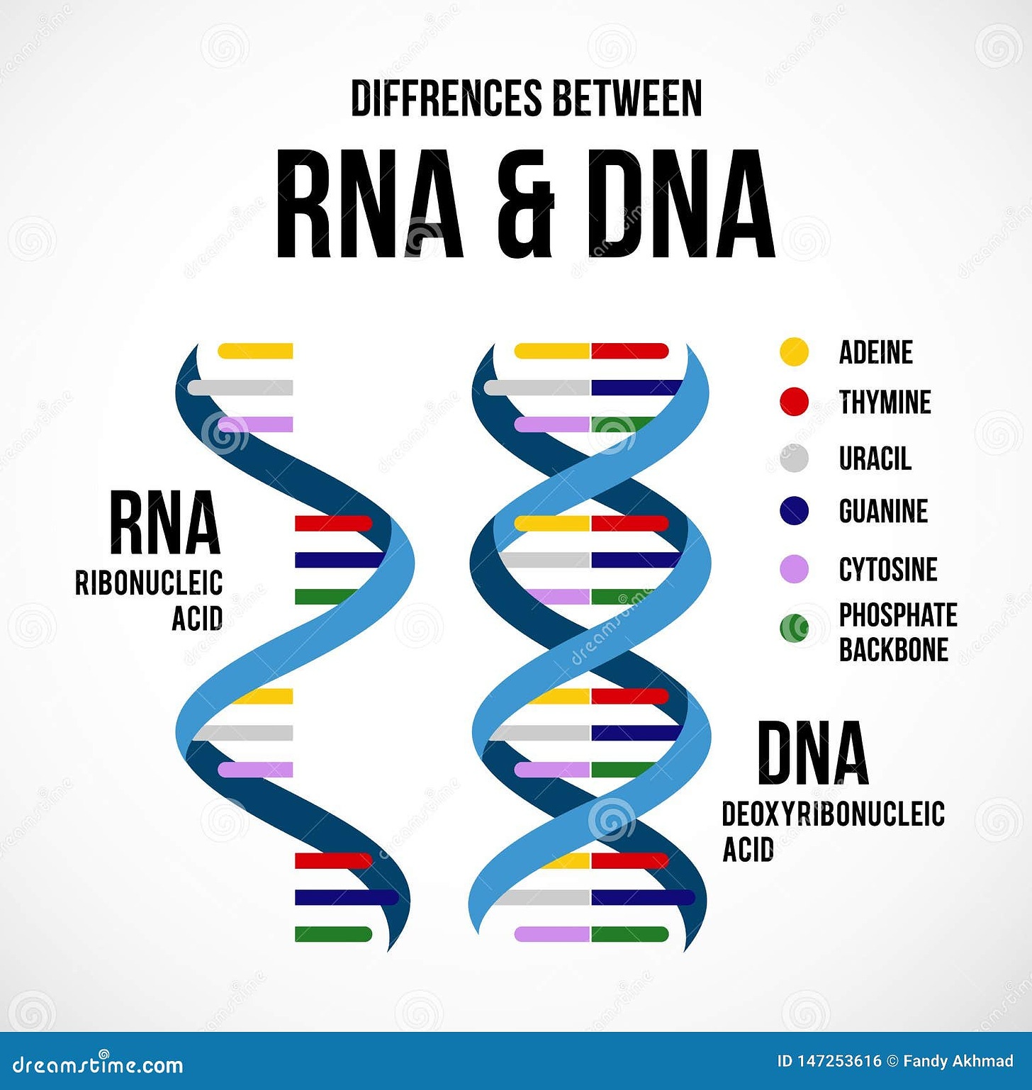 Differences between Dna and Rna Stock Illustration - Illustration of ...