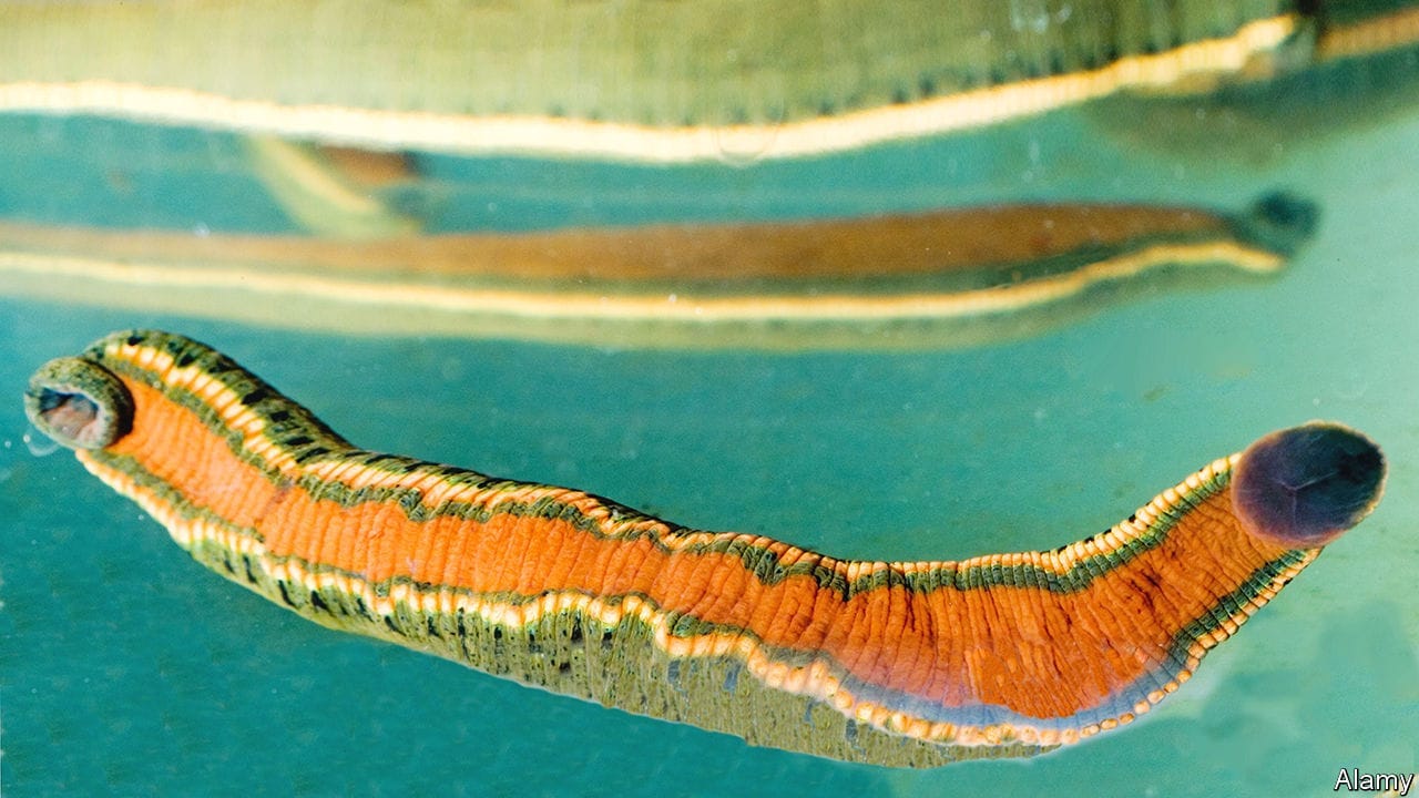 Wales's trade in leeches and maggots