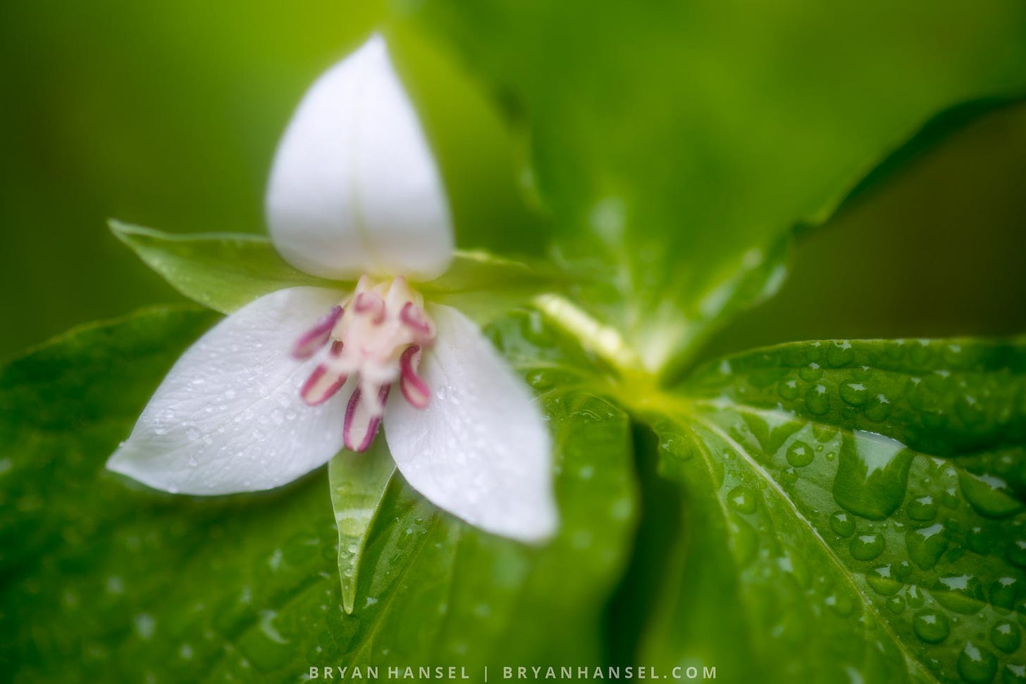 nodding trillium covered with water. The flower was throw to the top of the plant by a storm.