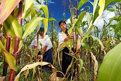 Ecuador, Imbabura Province, Otavalo, corn harvest in the fiels at the ...