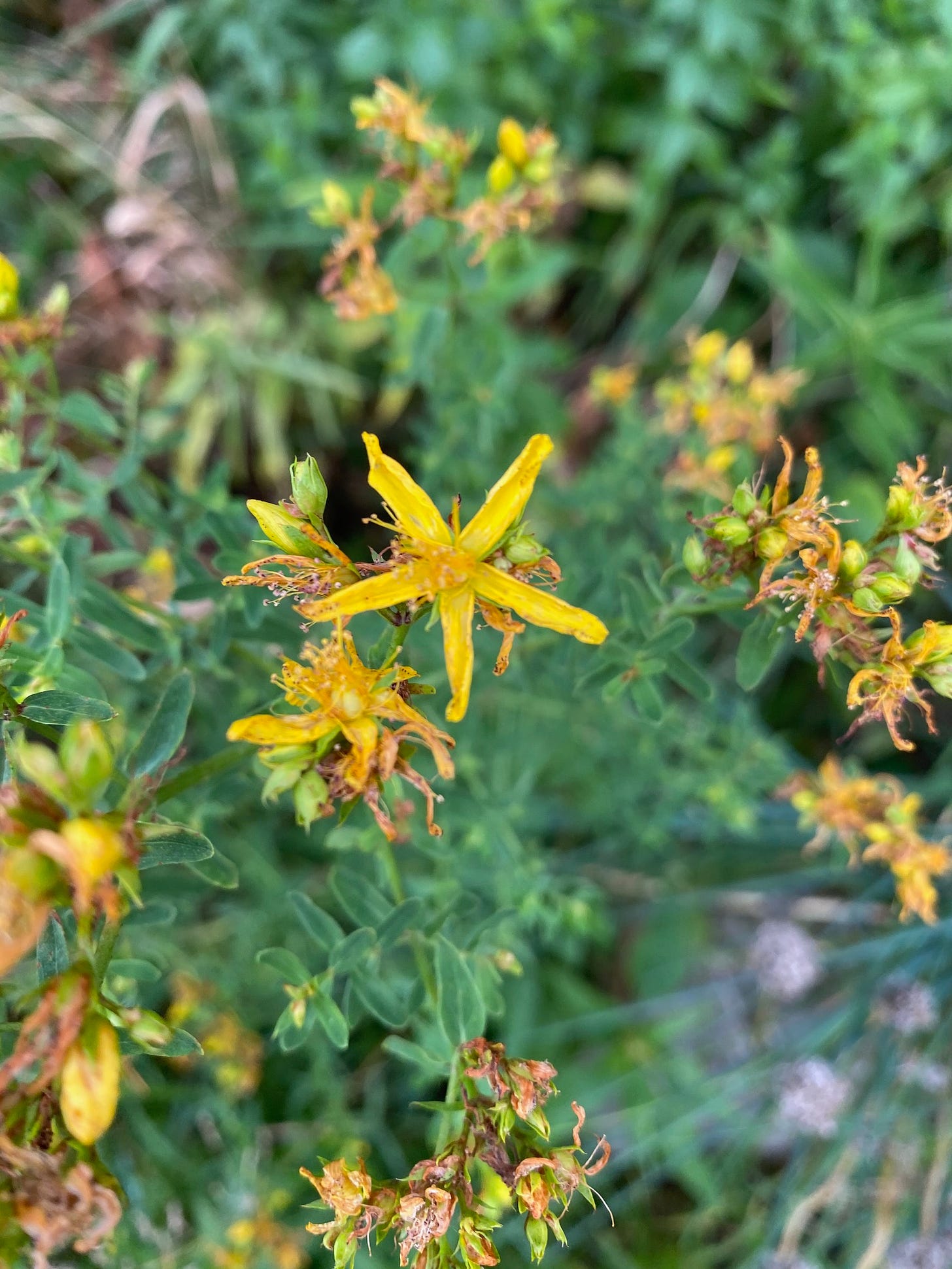 Flowers buds and fruits exist simultaneously on St. Johns wort