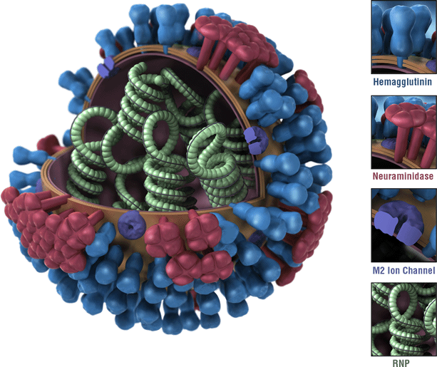 illustration and cross section of flu virus