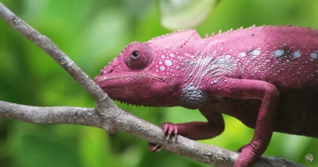Chameleon Changing Color
