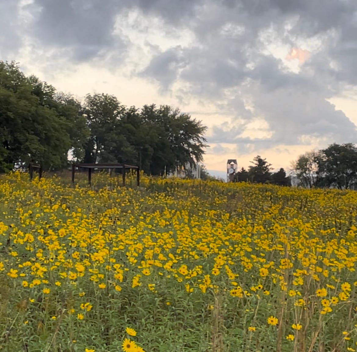 A prairie full of yellow wildflowers