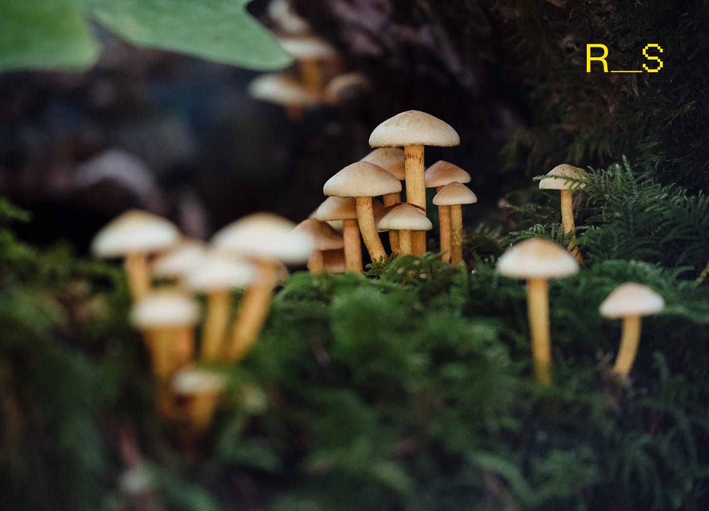 Mushrooms photographed in Cumberland, BC, Canada Published on September 24, 2020 FUJIFILM, X-T2 Mushrooms photographed in Cumberland, BC, Canada Published on September 24, 2020 FUJIFILM, X-T2