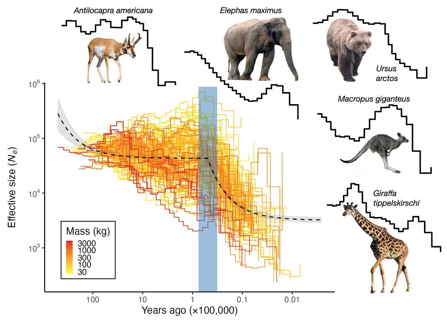 A plot showing estimates of effective population size over time for many species, with a rough reduction in population size for most species happening between 76,000 and 32,000 years ago on a logarithmic scale. A plot showing estimates of effective population size over time for many species, with a rough reduction in population size for most species happening between 76,000 and 32,000 years ago on a logarithmic scale.