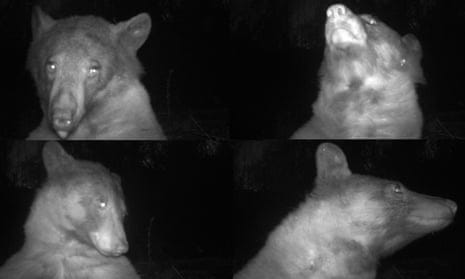 Four examples of the black bear caught ‘posing’ by a motion-activated wildlife camera near Boulder, Colorado, US.