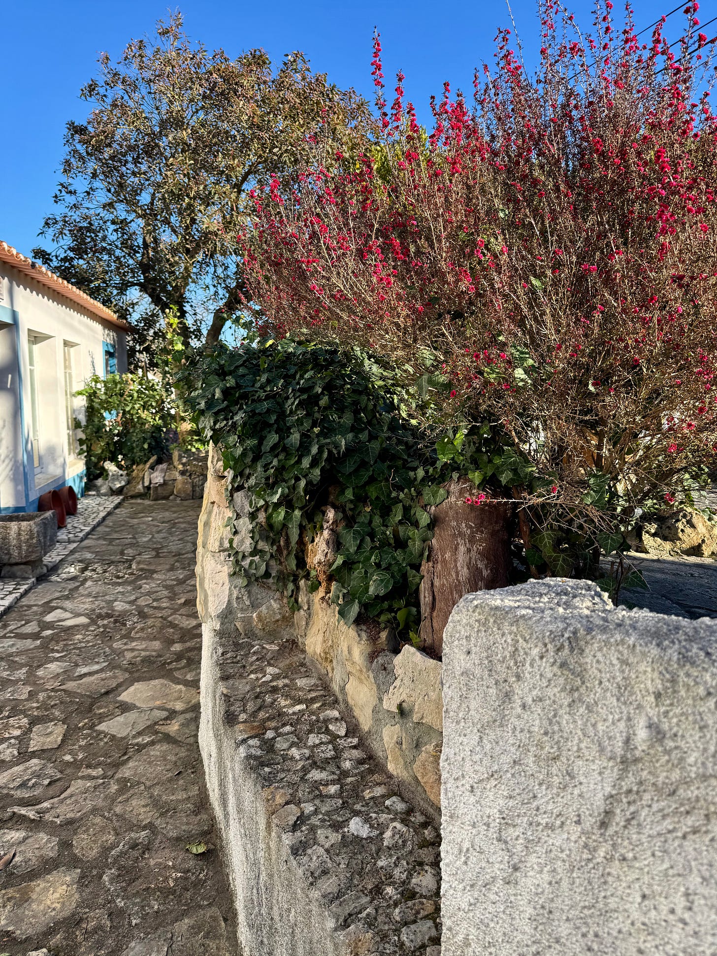 Tree with small red blooms next to stone wall and path.