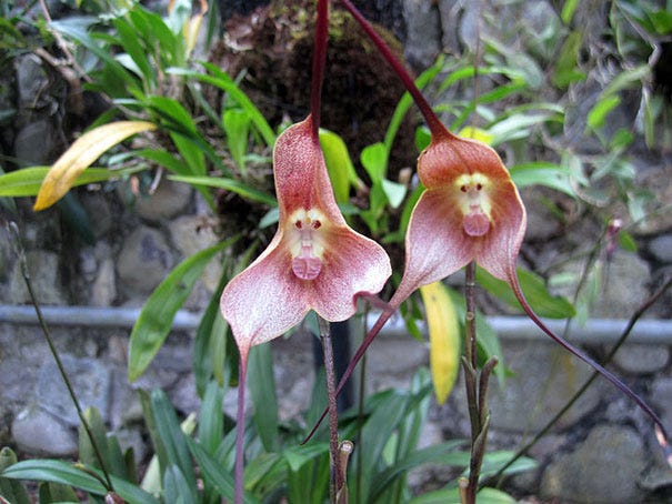 flowers-look-like-something-else-orchids-pareidolia-5