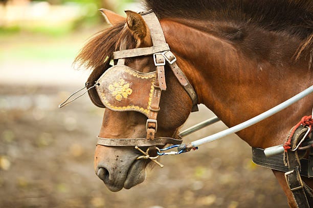 Foto de Cavalo Com Blinkers Em Atração Turística Na Tailândia e mais fotos  de stock de Antolhos - iStock