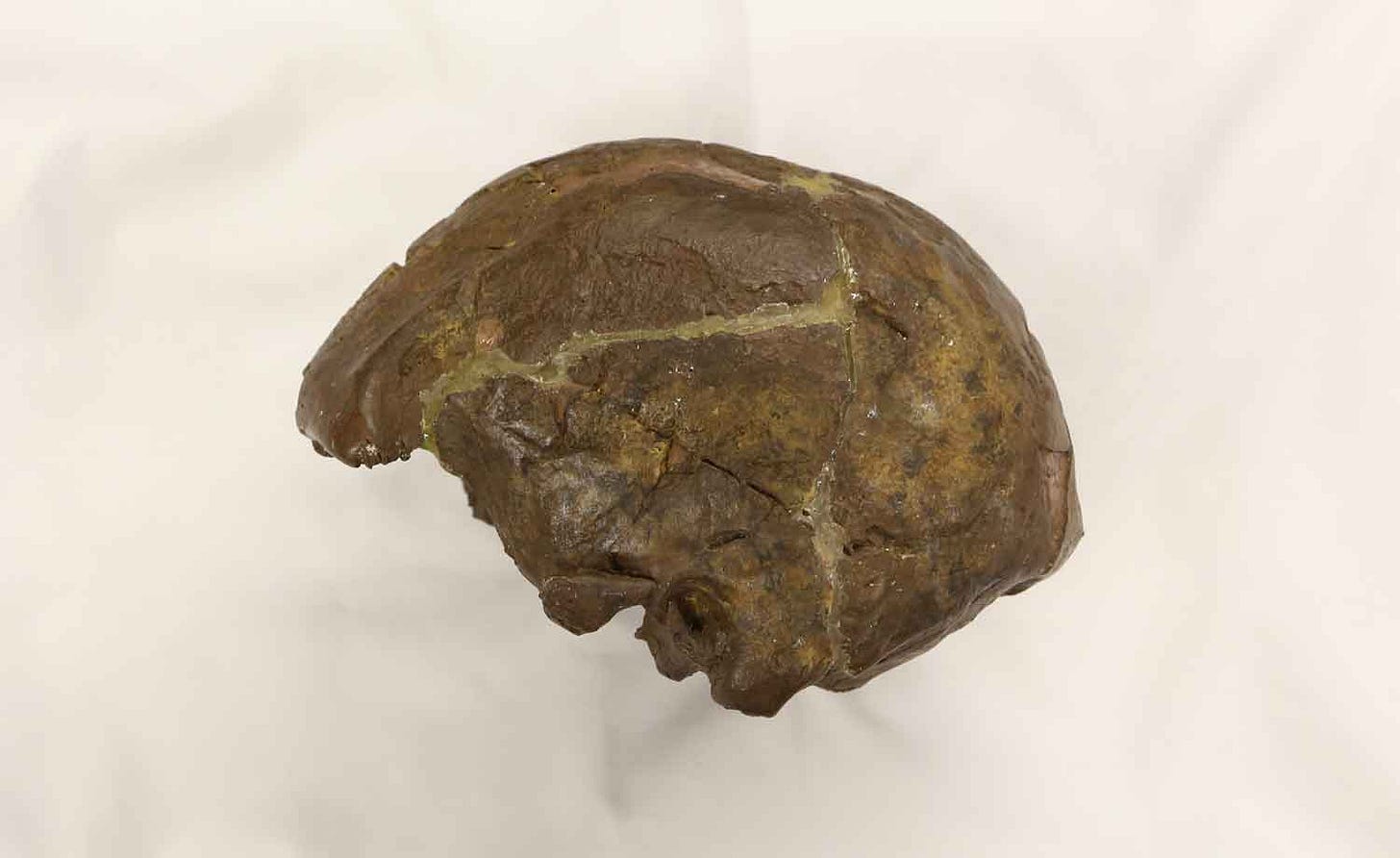 Replica of the Omo 2 cranium from left lateral view