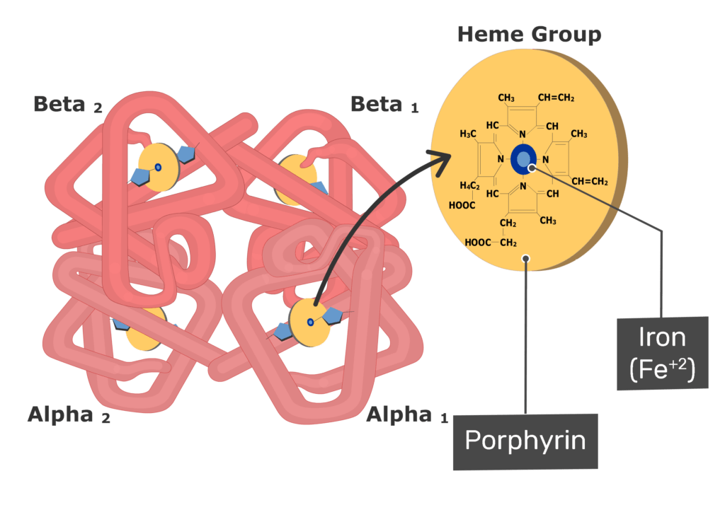 Hemoglobin - Structure, Function and Diagram | GetBodySmart