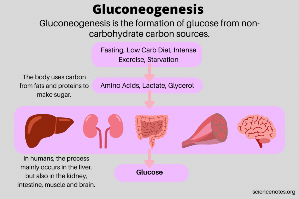 Gluconeogenesis Definition