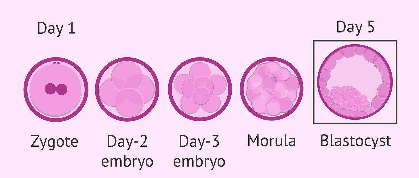 What is long embryo culture and blastocyst grading?