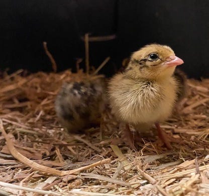 celadon quail chicks on straw