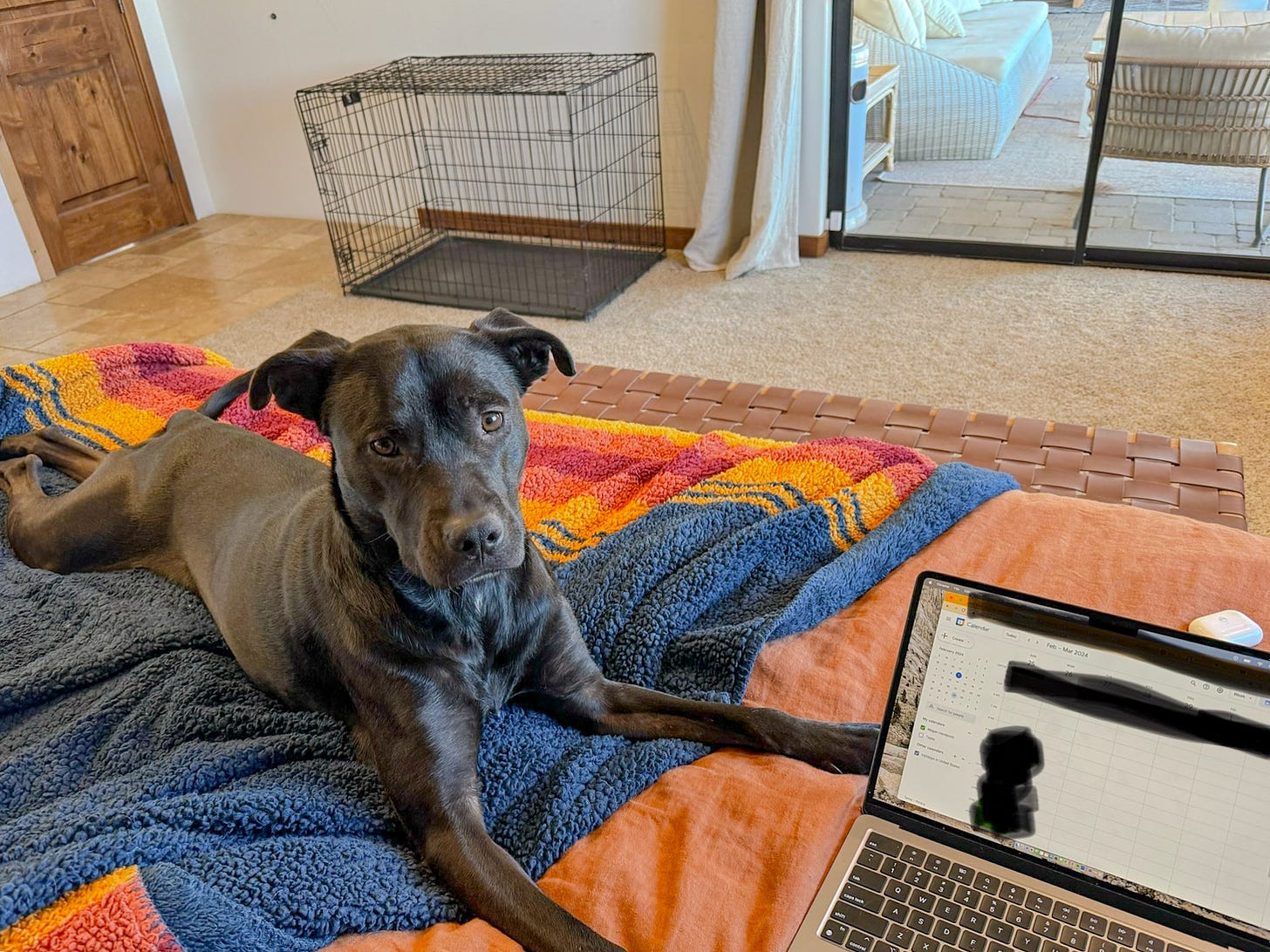 A black dog lays on a blue and orange blanket in a bedroom with her head up. She is looking at the camera, and there is a laptop with Google calendar open next to her.