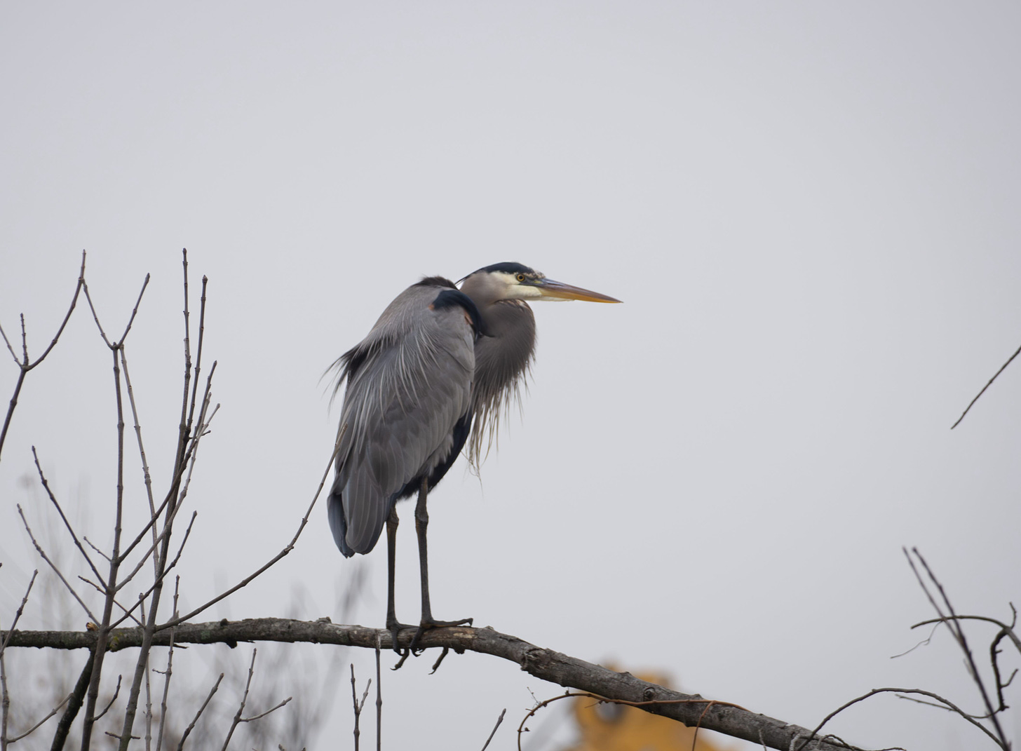 A great blue heron stands on a branch against a background of winter fog.