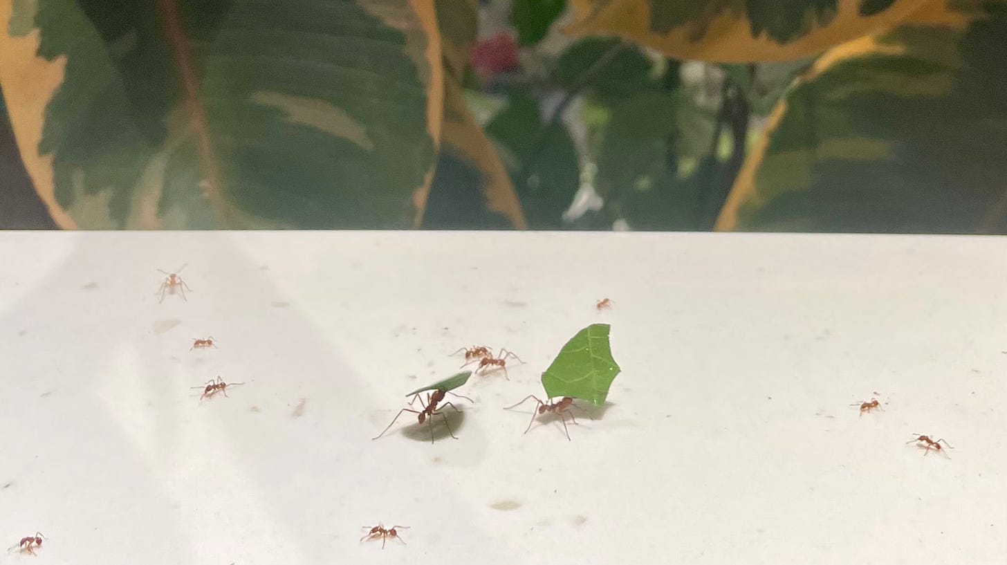 Leafcutter ants at work at the new Gilder Center at the American Museum of Natural History