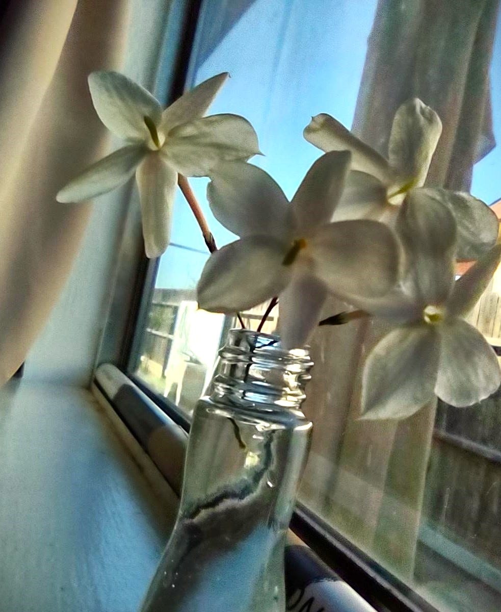 jasmine blossoms in small jar