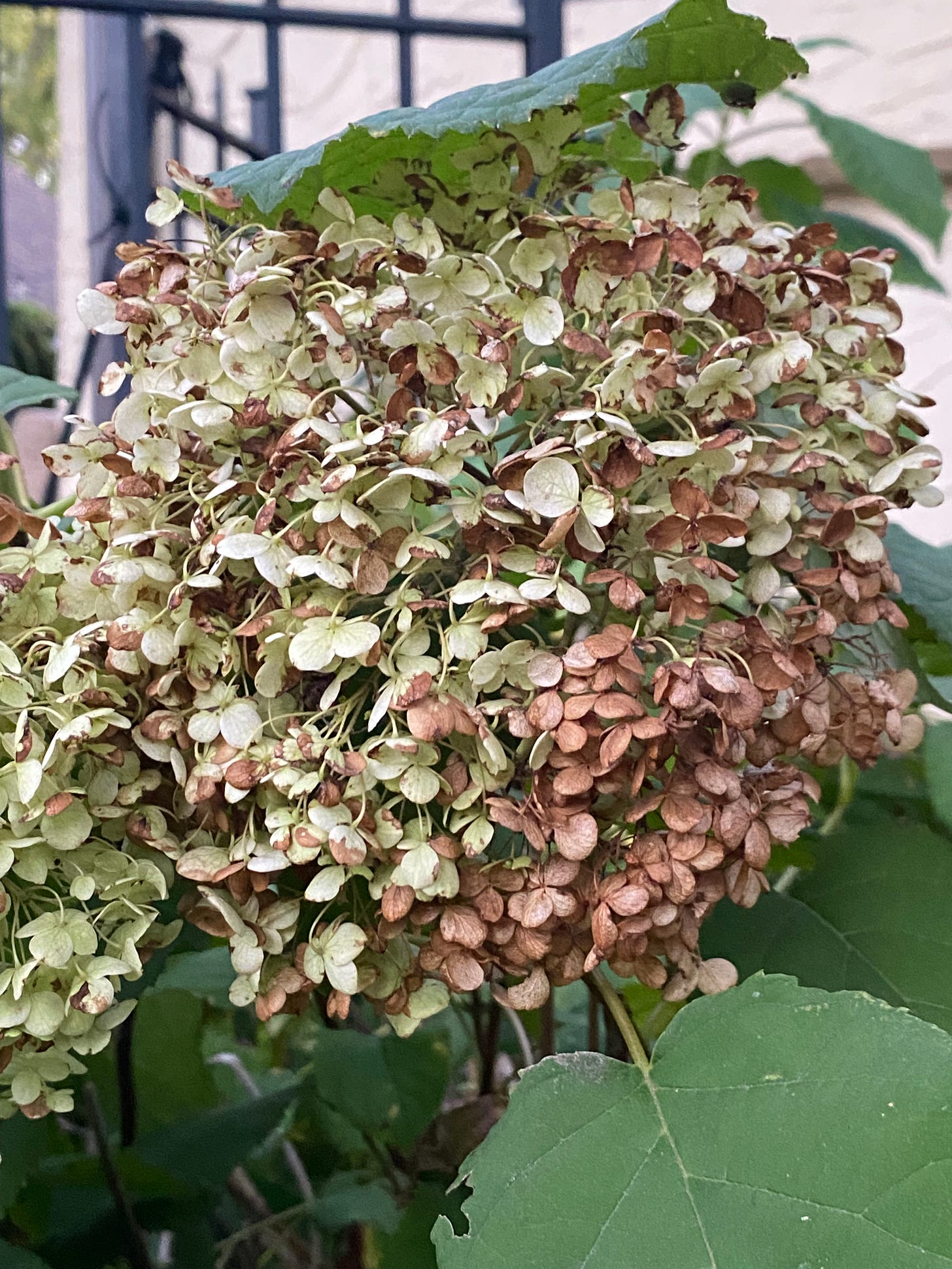 A bundle of green flowers slowly turning brown from decay.