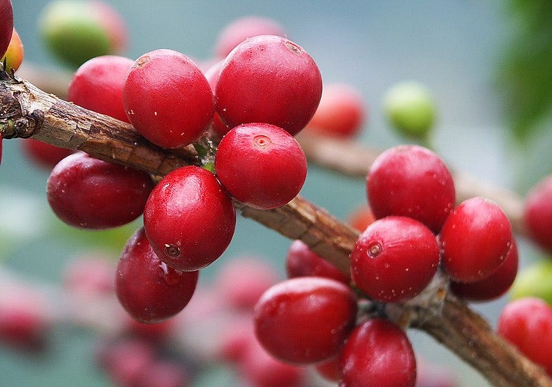 File:Coffee cherries 咖啡果 - panoramio.jpg