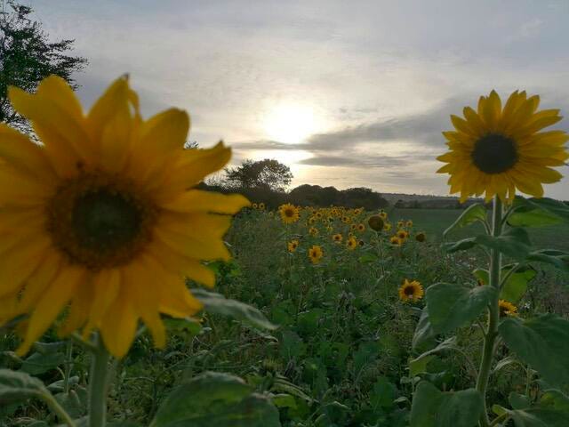 A beautiful sunset in a field of sunflowers, there are two sunflowers closest to the camera one on the left facing the camera looking very cheery and one on the right hand side standing tall and straight with its back to the camera. In the distance the sunset has created silhouettes of the tree line in the distance. The sky is greyish white, covered in a layer of clouds with some in sharp silhouetted focus against the bright rays of the sun.