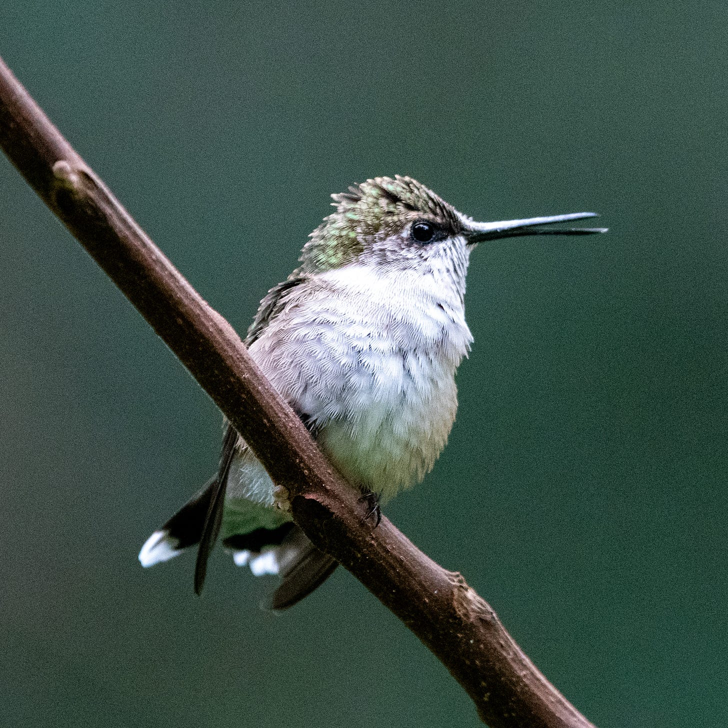 A perched hummingbird with an emerald cap and a gray breast, its beak slightly open