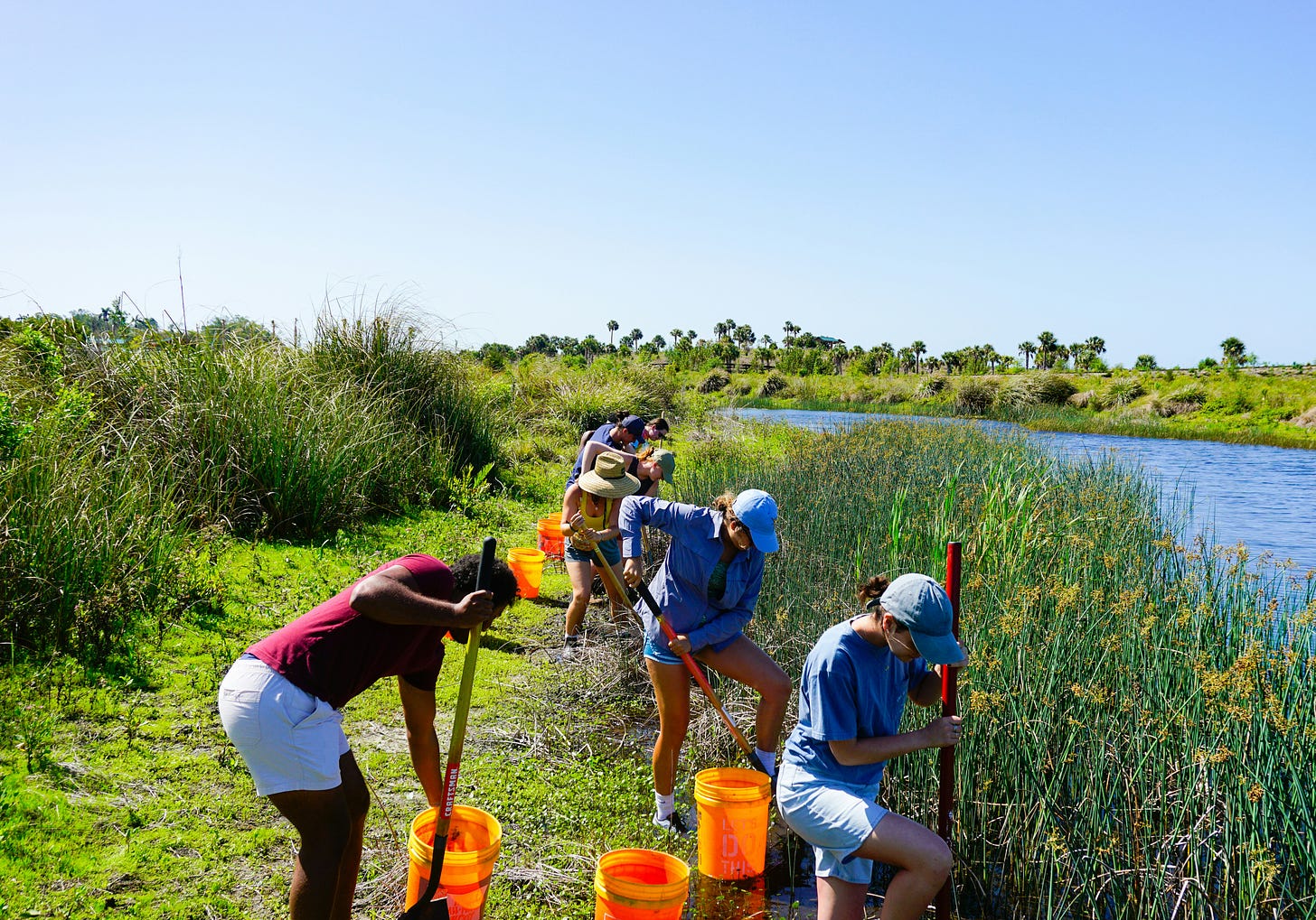 a mash on a bright sunny day. several students work with shovels and buckets to plant new plants in the marsh