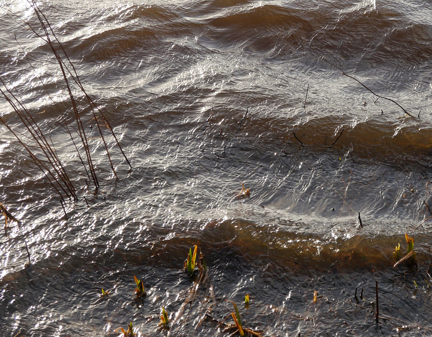 Ripples in shallow water with reeds