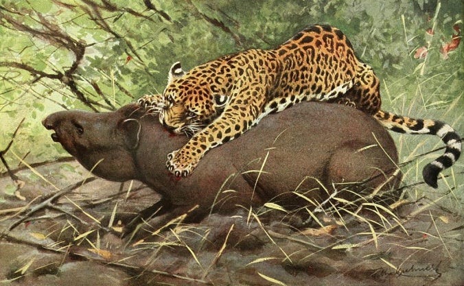 Jaguar attacking a tapir