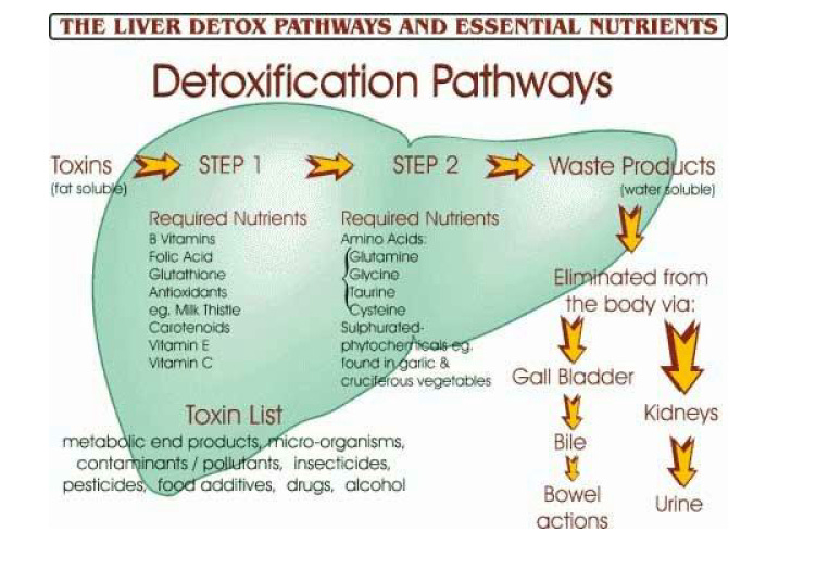 Your Body's Detoxification Pathways — The Great Plains Laboratory, Inc.