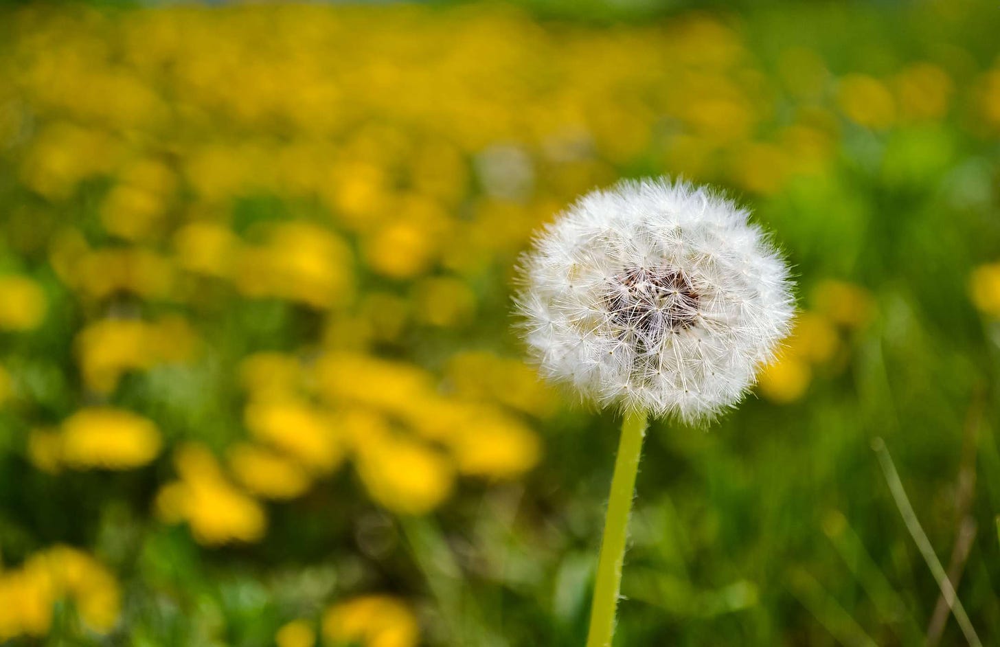 Dandelion: Potential Benefits, Uses, Side Effects, and More