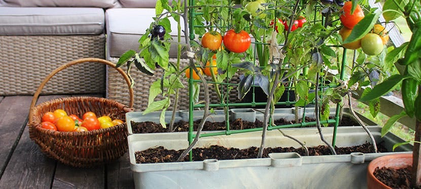 Potager en appartement : comment ça marche ?
