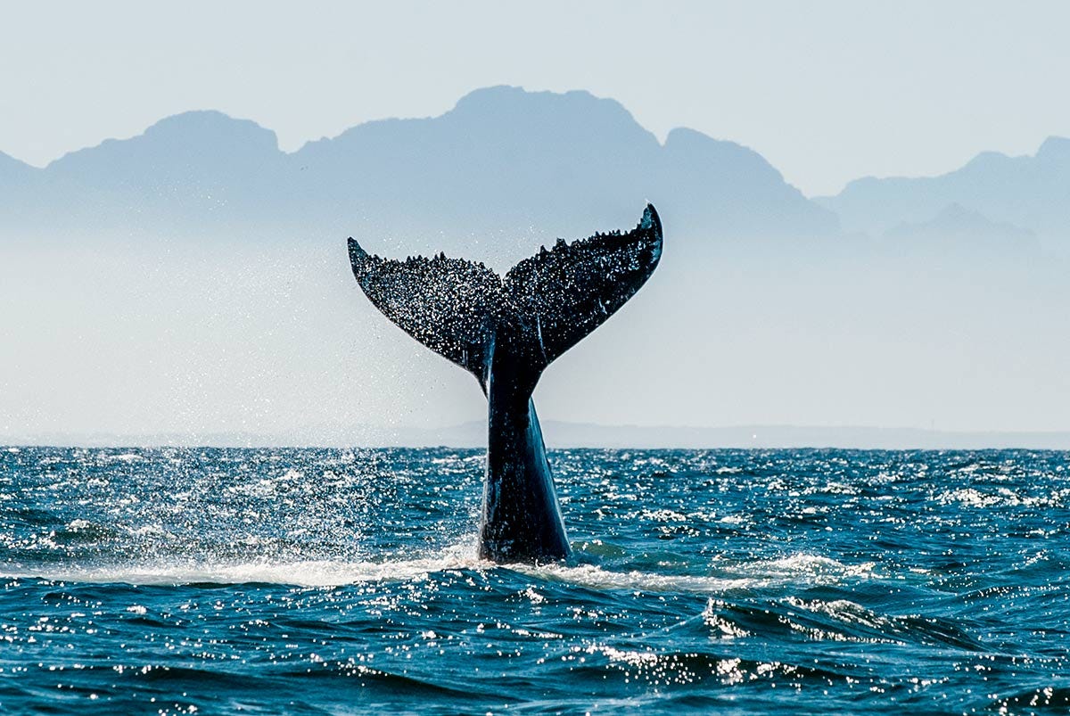 Nuquí, El paraíso donde nacen las ballenas Jorobadas - Viajando por Colombia