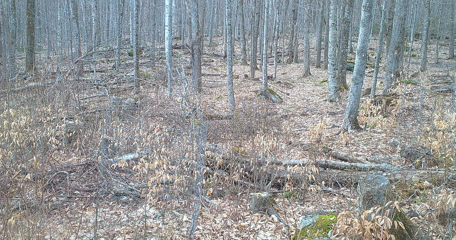 Day 1 photo with no vegetation.