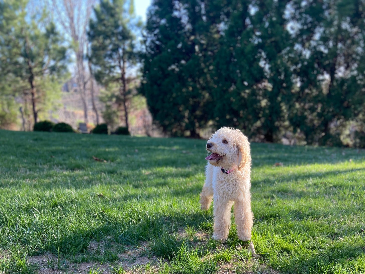 Millie, a goldendoodle