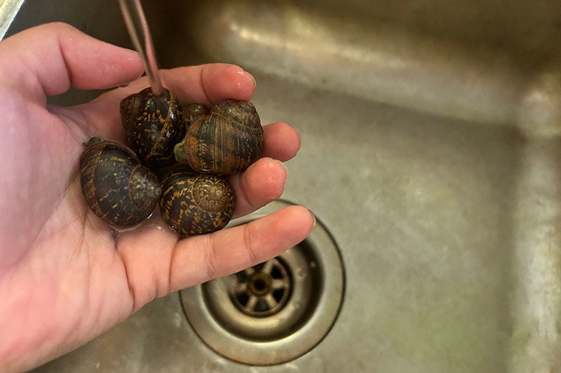 Hand holding five garden snails being washed under a tap.