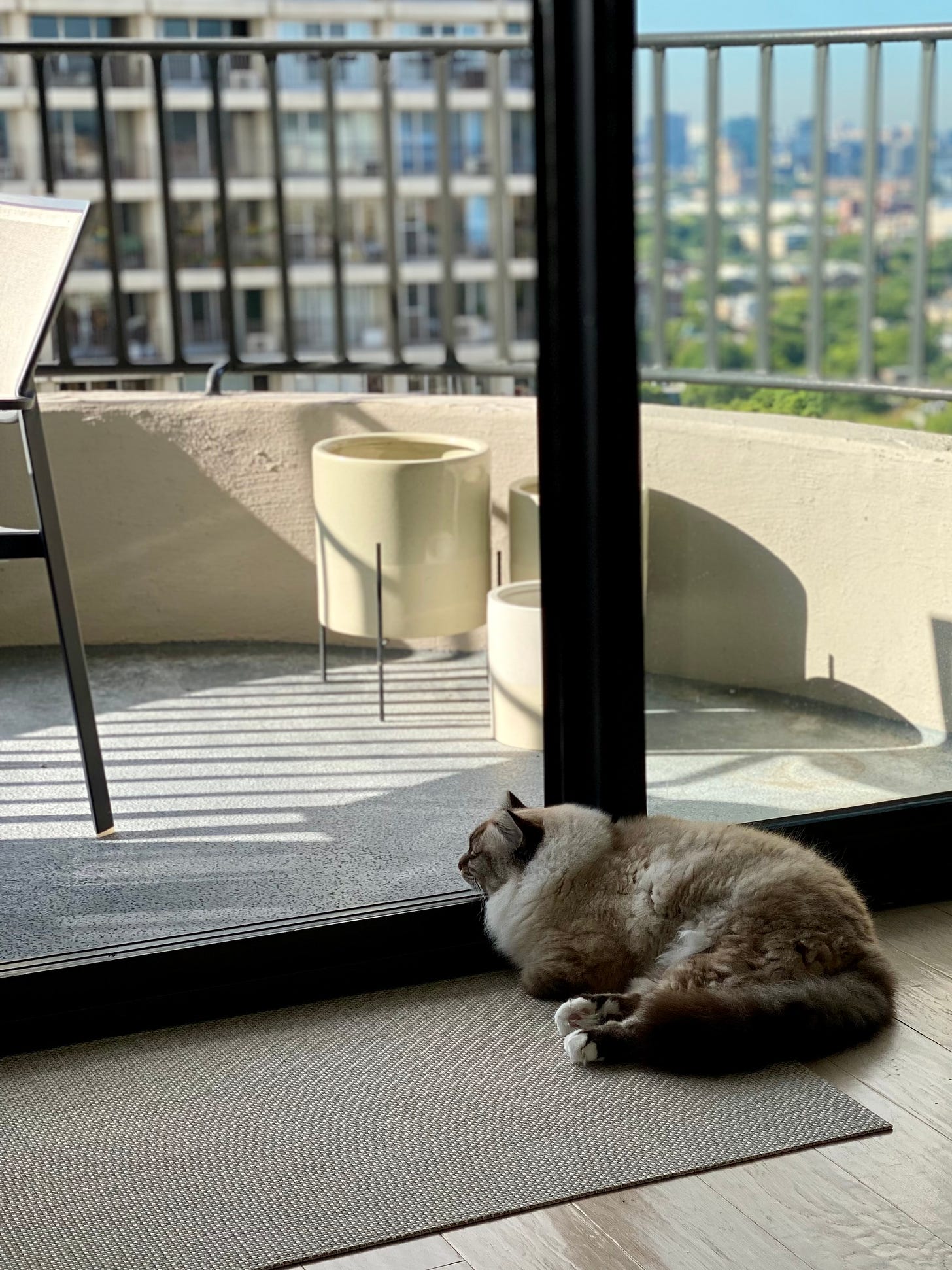 Tabby cat looking out to a balcony