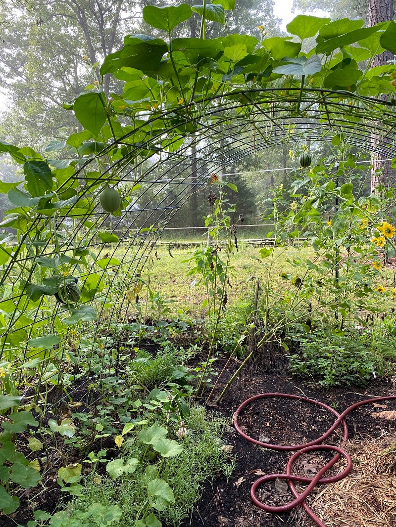 arch trellis in a garden covered in vines and melon