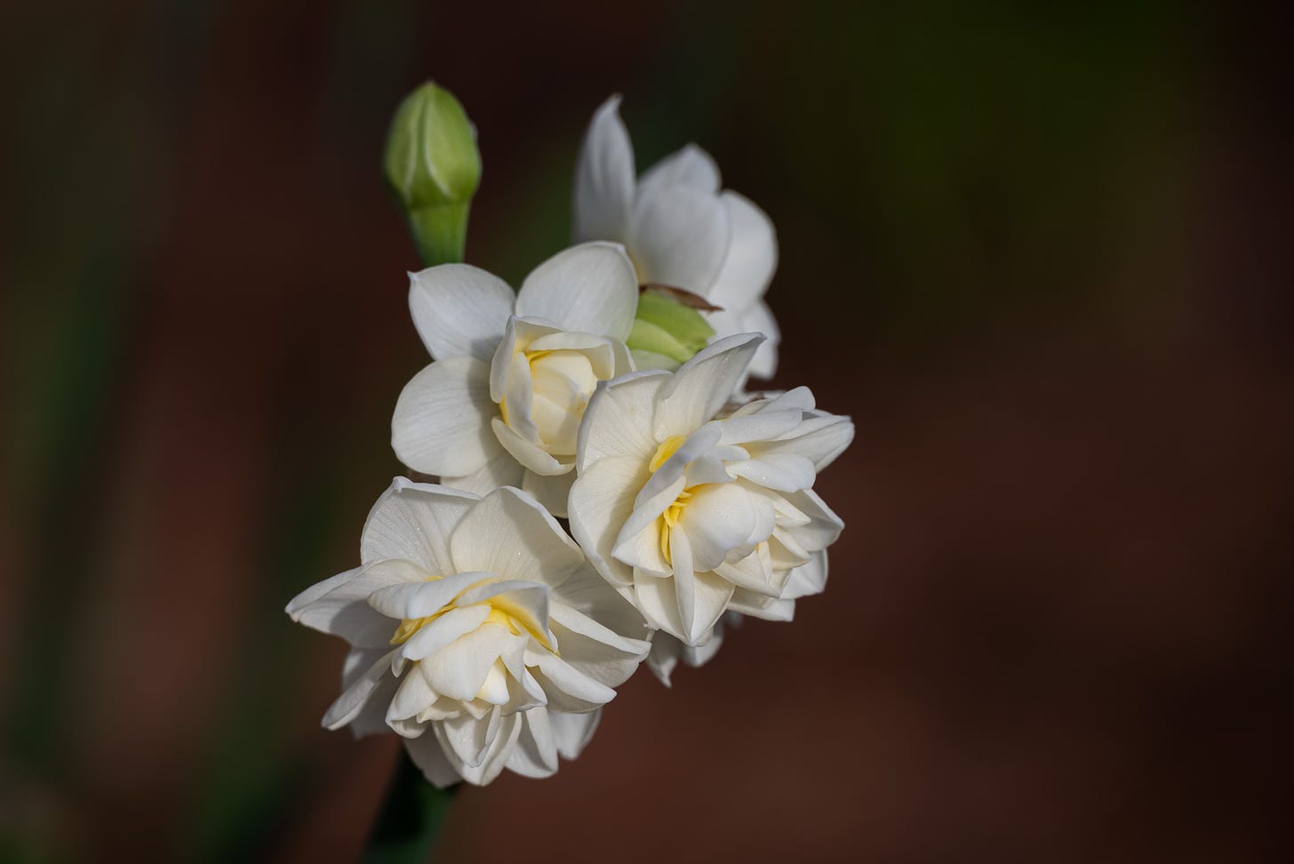 White narcissus blooms against a dark background