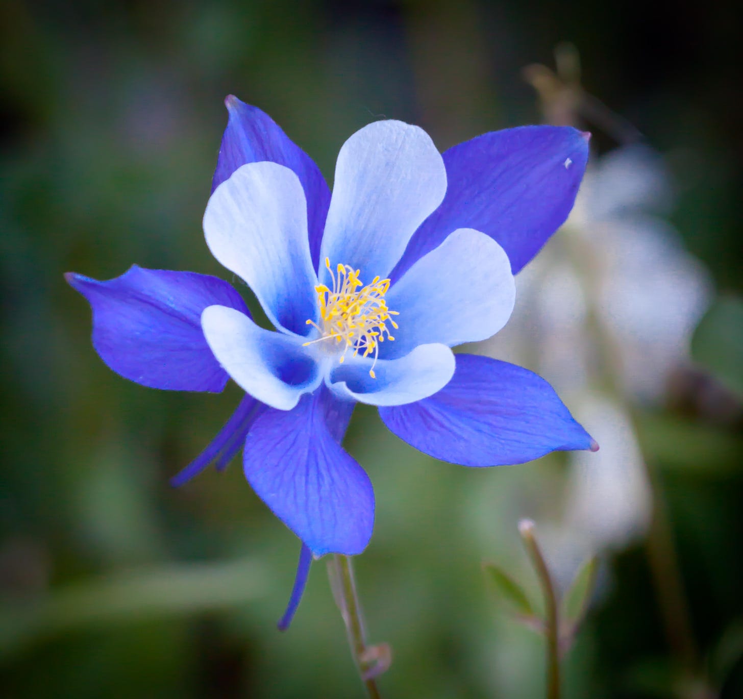 a purple columbine is pictured in full bloom. the flower has five lighter lilac petals with indigo divots near its center (filled with yellow pollen antennae). there are five dark purple outer petals framing the flower. 