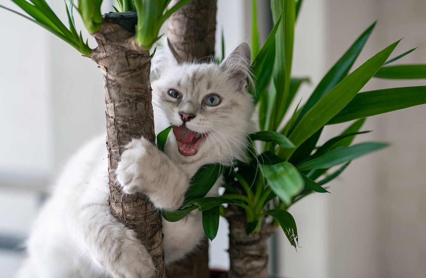 A white cat with a bit of grey in its fur clinging to a plant branch, mouth open and looking happy as if saying "Heyyyy!"