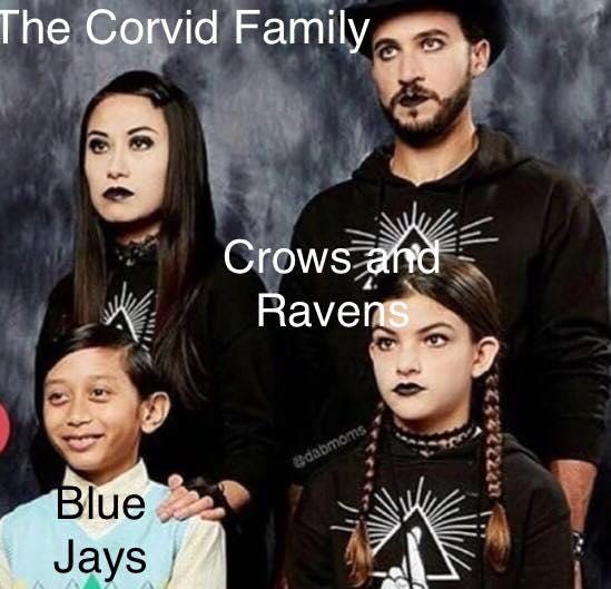 Corvid Family | Object Labeling | Know Your Meme