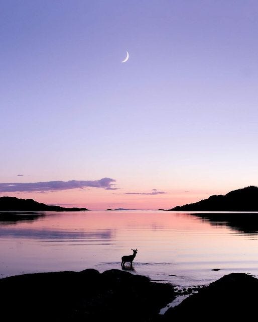 May be an image of deer, lake and twilight