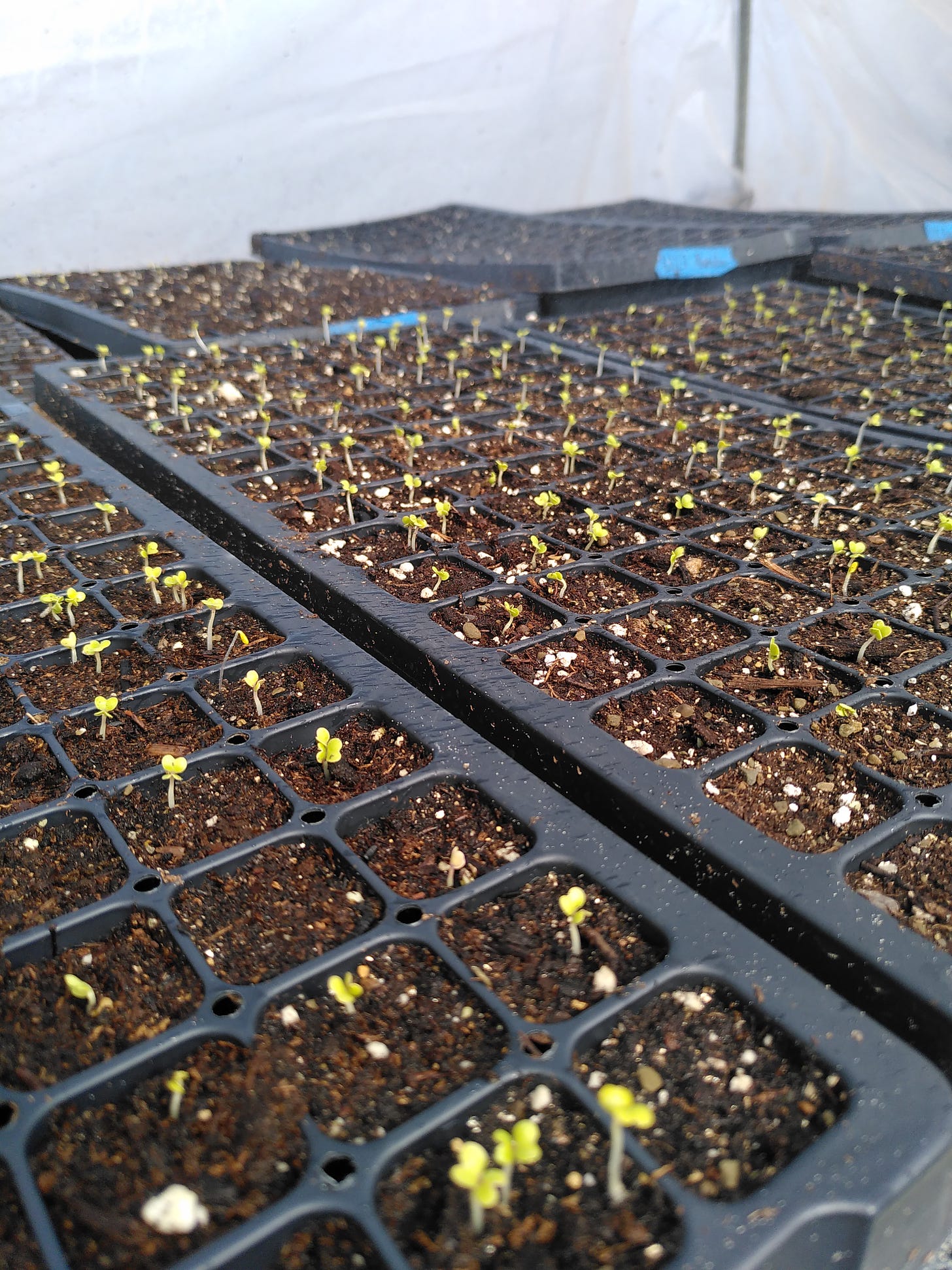 Seedlings in trays 
