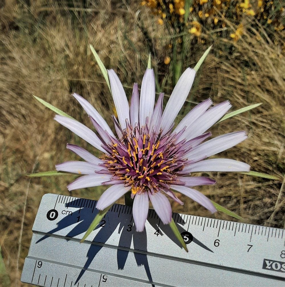 Traogopogon porrifolius [flower - ATLAS - C. Jonkers, 2021].jpeg