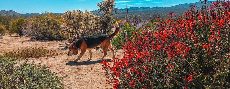 Photo of a dog walking off-leash on BLM land